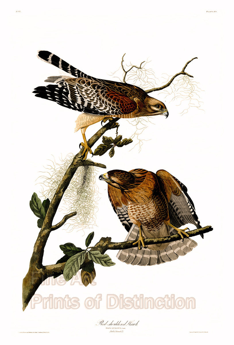 An archival premium Quality art Print of the Red Shouldered Hawk by John James Audubon for sale by Brandywine General Store