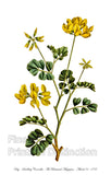 An archival premium Quality Art Print of the Day Smelling or Sea Green Coronilla as drawn and colored by Curtis for sale by Brandywine General Store.