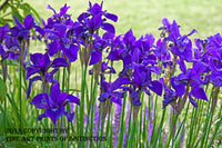 Dutch Iris at the Garden Edge botanical print