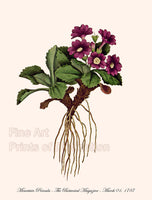 An archival premium quality art print of the Mountain Primula with Purple Bloom as drawn by Curtis for sale by Brandywine General Store