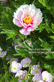 Pink Peony and Pink Mallow Blooms Botanical Art Print