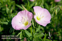 Pair of Pink Mallow Blooms botanical art print