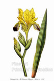 An archival premium Quality Botanical art Print of the Variegated Iris as drawn by Curtis for sale by Brandywine General Store