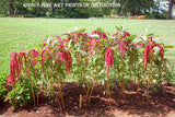 An archival premium Quality Art Print of Love Lies Bleeding Flowers in the Western Lawn at Monticello for sale by Brandywine General Store