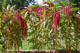 A premium Quality Art Print of Love Lies Bleeding or Amaranthus for sale by Brandywine General Store