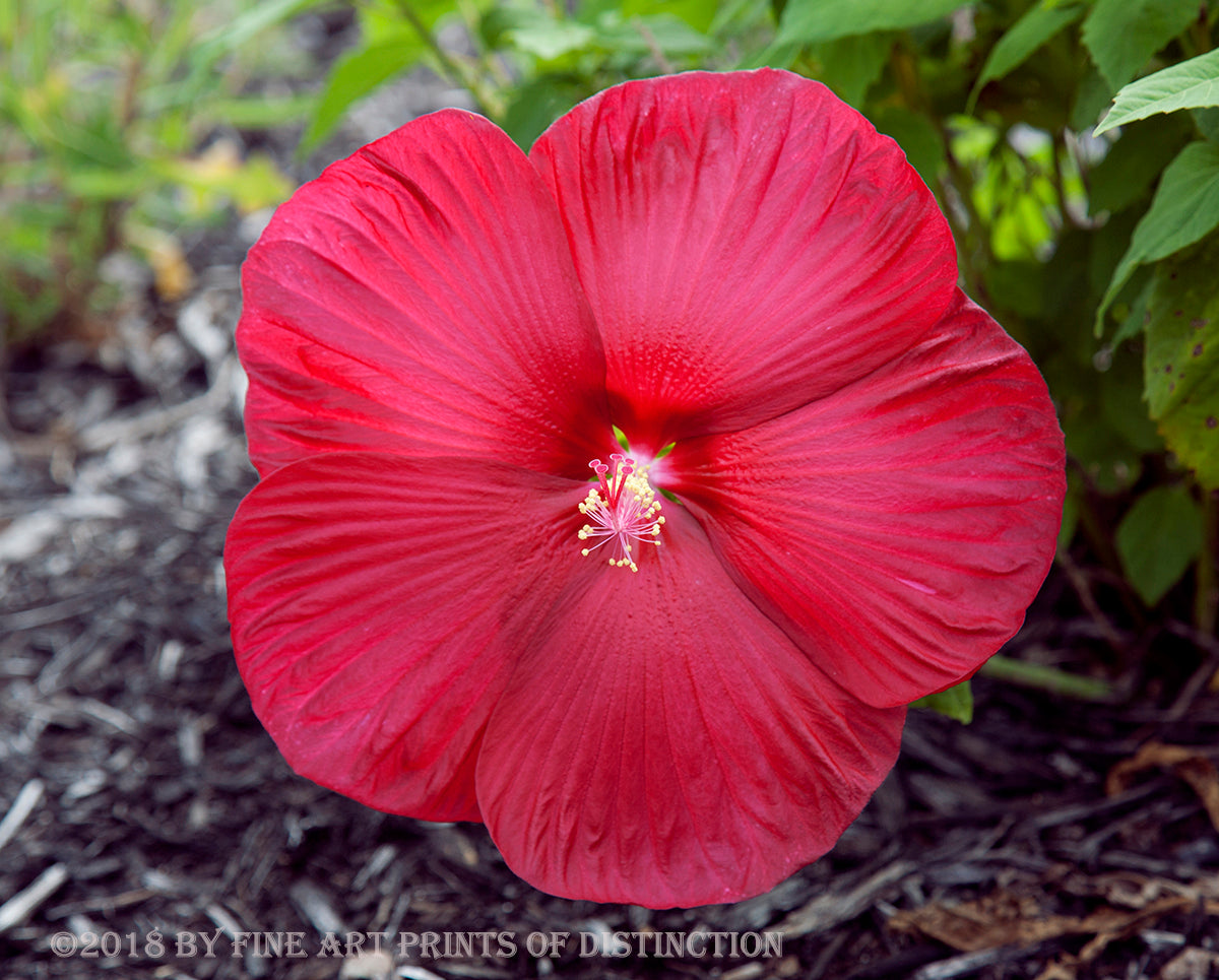 Hibiscus A Giant Red Bloom Botanical Art Print