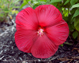 A premium Quality Art Print of Hibiscus A Giant Red Bloom showing a dinner plate size bloom of this beautiful perennial shrub for sale by Brandywine General Store