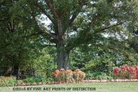 Huge Tree and Flower Gardens at Monticello Art Print