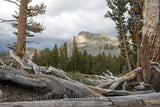 Logs on the Ground in Yosemite National Park Art Print