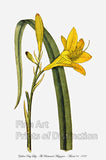 An archival premium Quality Botanical Art Print of the Yellow Day Lily as drawn by Curtis in 1787 for his very popular Botanical Magazine for sale by Brandywine General Store