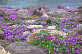 An archival Quality Art Print of Petunias with Purple Blooms Growing in a Rocky River Bed for sale by Brandywine General Store