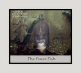 An archival premium Quality Poster of a Pacu Fish with Eyes Wide Open for sale by Brandywine General Store