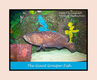 An archival premium Quality Poster of a Giant Grouper Fish for sale by Brandywine General Store