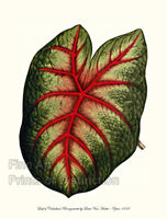 An archival premium Quality art Print of the Caladium Bicolor variety Brongniartii by Louis Van Houtte. for sale by Brandywine General Store 