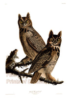 An archival premium Quality art Print of the Great Horned Owl by John James Audubon for sale by Brandywine General Store