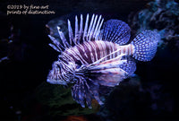 An archival premium Quality Art Print of a Lionfish with Spread Fins for sale by Brandywine General Store