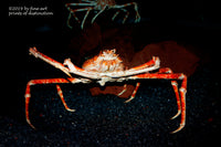 An archival premium Quality Art Print of a Giant Japanese Spider Crab for sale by Brandywine General Store
