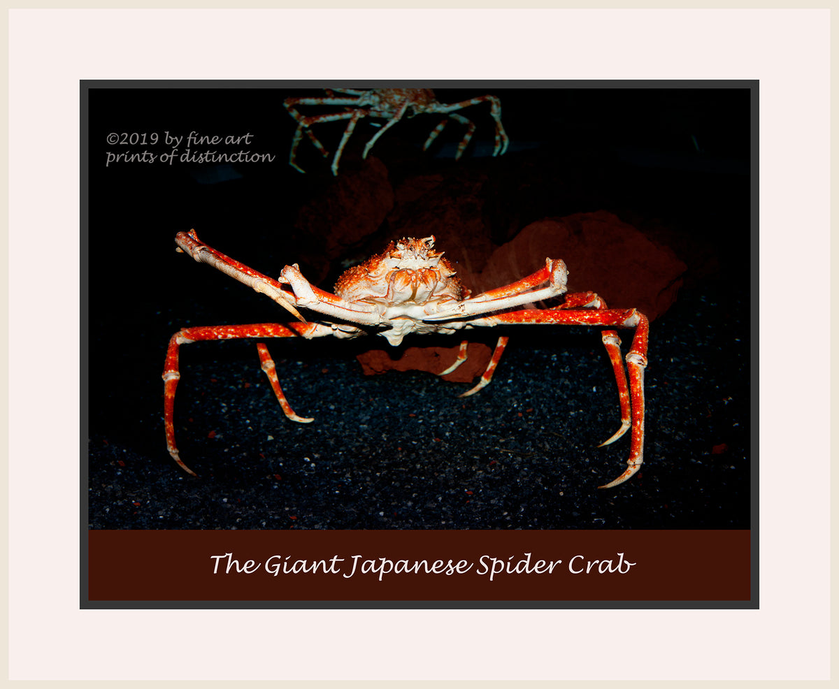 An archival premium Quality Poster of a Giant Japanese Spider Crab for sale by Brandywine General Store