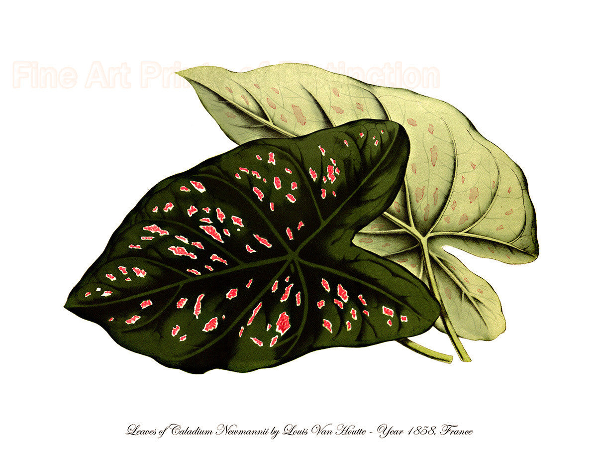 An archival premium Quality art Print of the Bicolor Caladium var Neumanni, by Louis Van Houtte for sale by Brandywine General Store