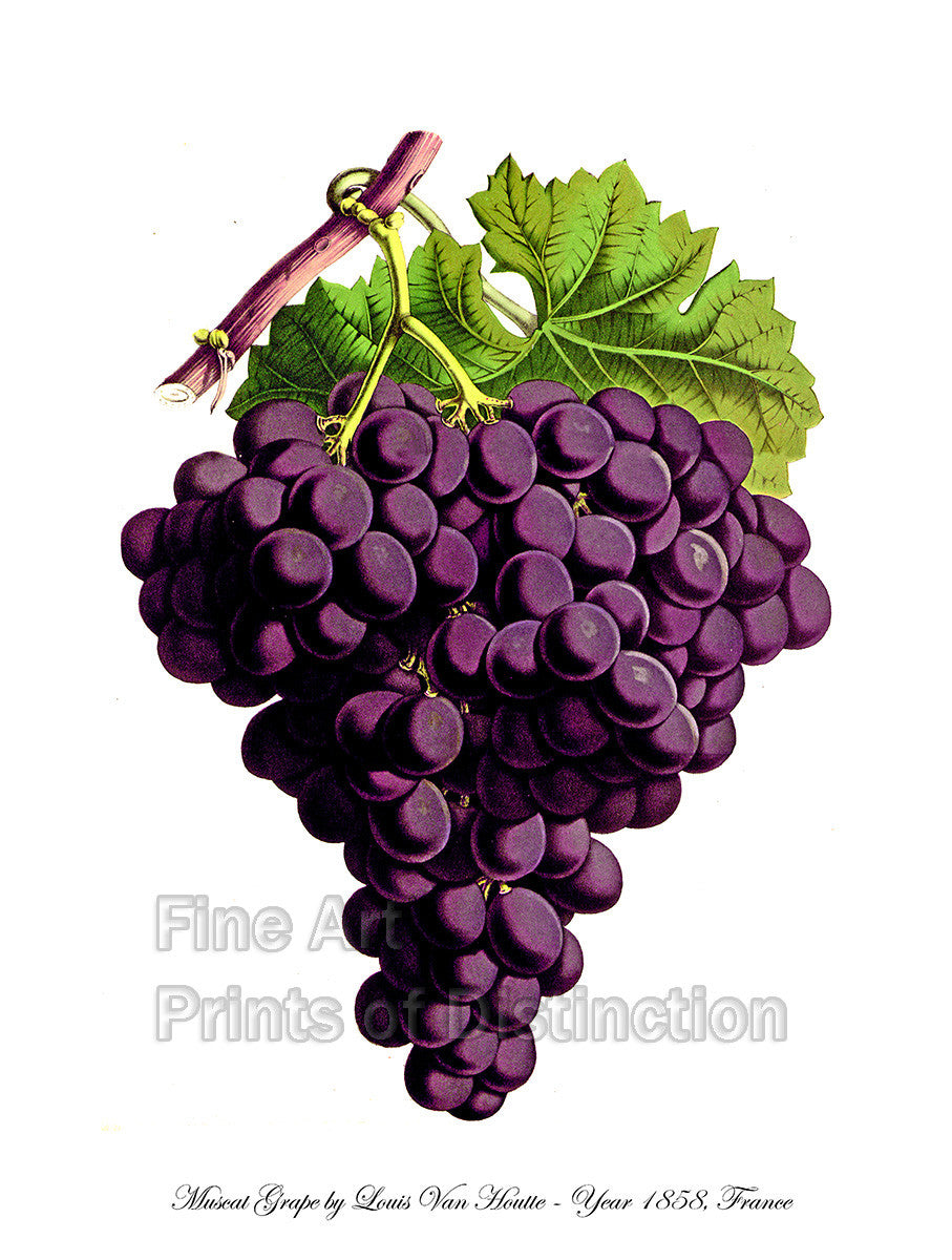 An archival premium Quality botanical art Print of the Muscat Grape by Louis Van Houtte for sale by Brandywine General Store