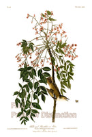 An archival premium Quality art Print of the White Eyed Flycatcher by John James Audubon for sale by Brandywine General Store