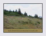 A premium poster of Mountain Top Bank of Blooming Wild Flowers