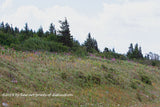 A premium print of Mountain Top Bank of Blooming Wild Flowers