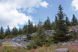 A premium print of Spruce Trees, Rocks and Wild Flowers on Spruce Knob
