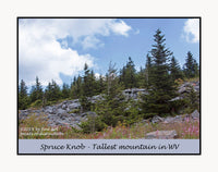 A premium poster of Spruce Trees, Rocks and Wild Flowers on Spruce Knob