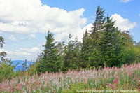 a premium print of a Grove of Wind Swept Spruce and White Wild Flowers on top of Spruce Knob Mountain in WV