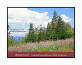 A premium poster of Grove of Wind Swept Spruce and White Wild Flowers