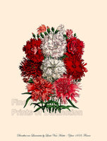 An archival premium quality art print of Dianthus Sinensis var Lacinatus by Louis Van Houtte for sale by Brandywine General Store