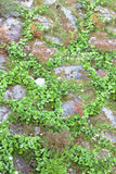 A premium print of Green Plants and Flowers Snaking Through the Rocks