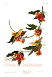 An archival premium quality art print of the Rathbone Warbler or Yellow Warbler by John James Audubon for sale by Brandywine General Store