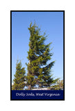A premium quality poster of Father and Son Red Spruce Trees for sale by Brandywine General Store