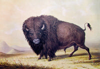 An archival premium Quality art Print of Buffalo Bull painted by George Catlin in 1832 for sale by Brandywine General Store