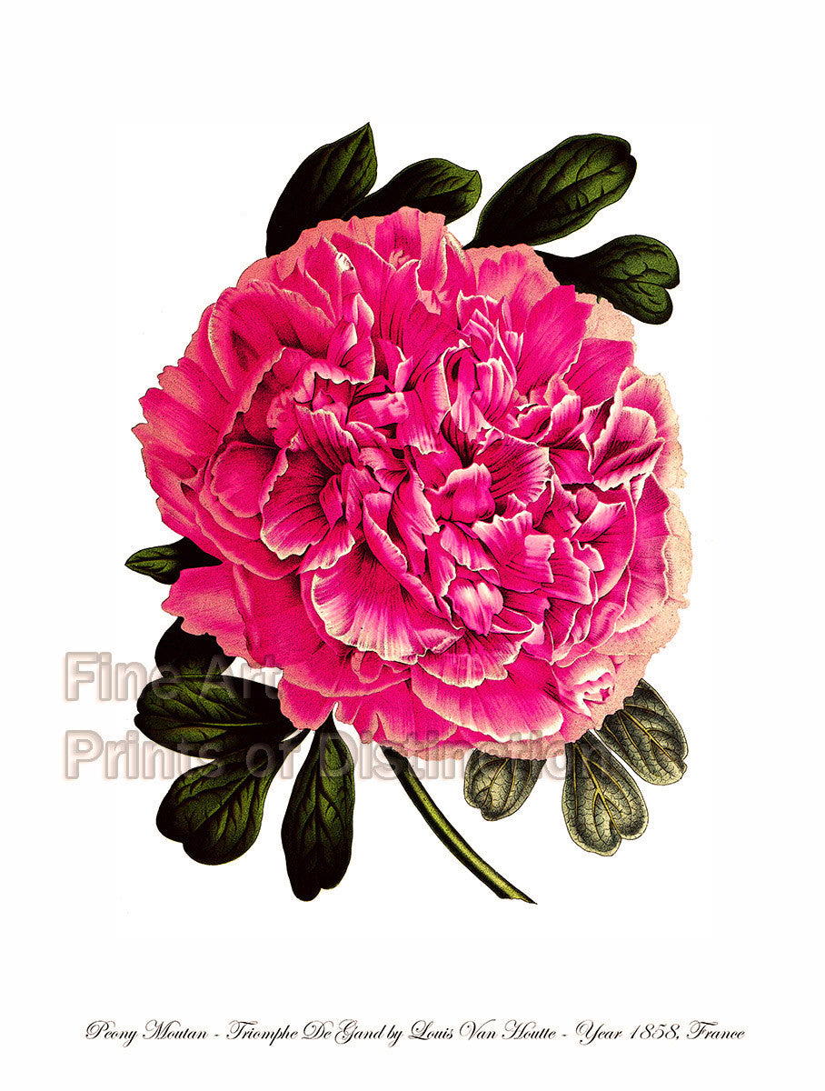An archival premium quality botanical art print of Peony var Triomphe de Gand by Louis Van Houtte for sale by Brandywine General Store