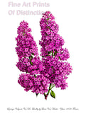 An archival premium quality Botanical art Print of Lilac var Dr. Lindley painted by Louis Van Houtte for one his botanical journals for sale by Brandywine General Store