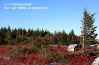 An archival premium Quality art print of Red Blueberries and Tall Spruce in Dolly Sods Wilderness Area in WV for sale by Brandywine General Store
