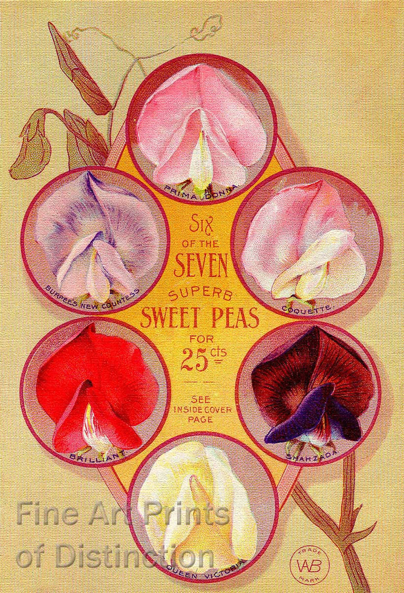 Burpee's Seven Superb Sweet Peas