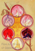 Burpee's Seven Superb Sweet Peas