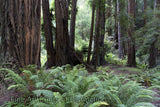 Muir Woods with Ferns and Trees Art Print