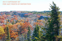 An archival premium Quality Art Print of Scrub Oaks, Spruce Trees and Fall Scenery at Dolly Sods for sale by Brandywine General Store