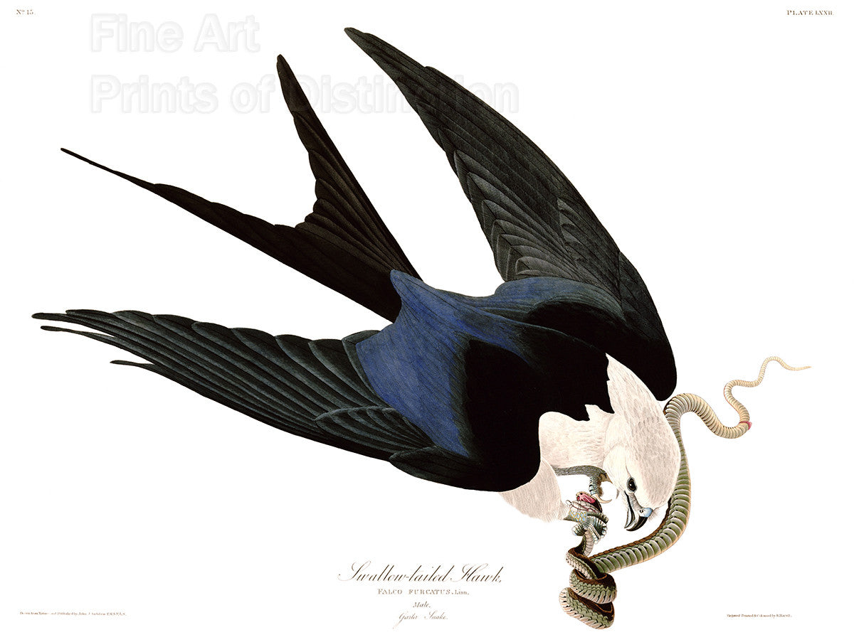 An archival premium Quality art Print of the Swallow Tail Hawk by John James Audubon for sale by Brandywine General Store
