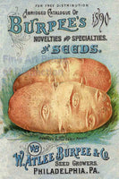 1890 Burpee's Seed Catalog art print reproduction