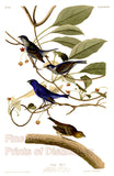 An archival premium Quality art Print of the Indigo Bird by John James Audubon for sale by Brandywine General Store