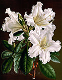 An archival premium Quality art Print of the Veitchianum Rhododendron by Louis Van Houtte for sale by Brandywine General Store