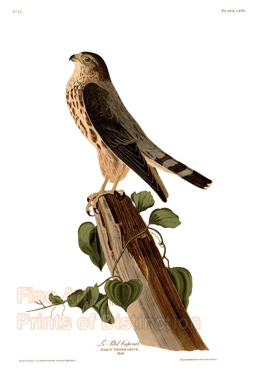 An archival premium Quality Art Print of the LIttle Caporal or Pigeon Hawk by John James Audubon for sale by Brandywine General Store