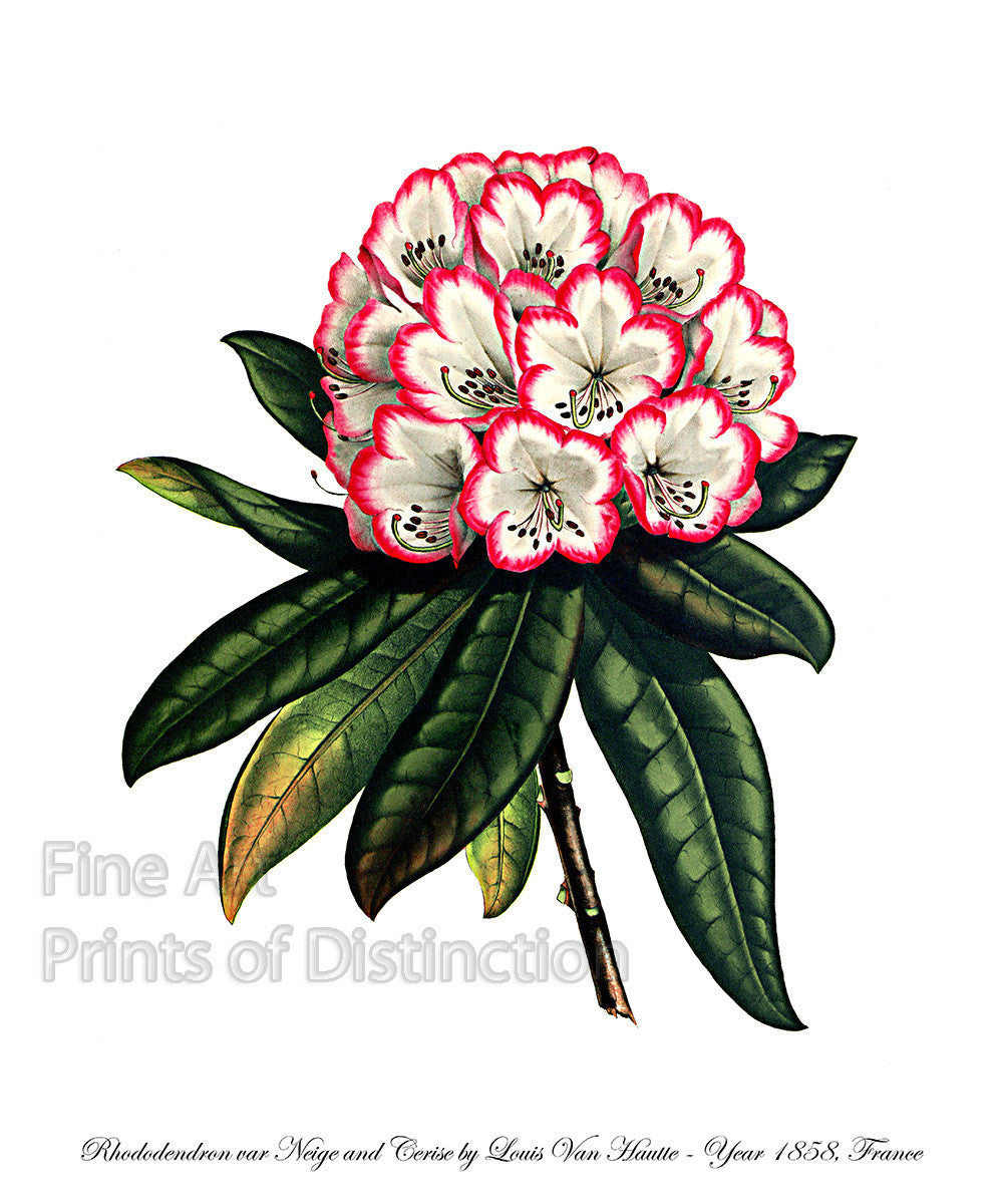 An archival premium Quality art Print of the Rhododendron Neige and Cerise, which translates to cherries and snow, painted by Louis Van Houtte for sale by Brandywine General Store
