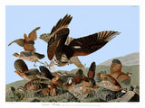 An archival premium Quality Art Print of the Virginian Partridge by John James Audubon for sale by Brandywine General Store